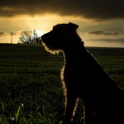 Airedale Terrier Sonnenuntergang