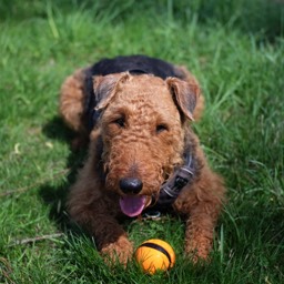 Airedale Terrier Ball